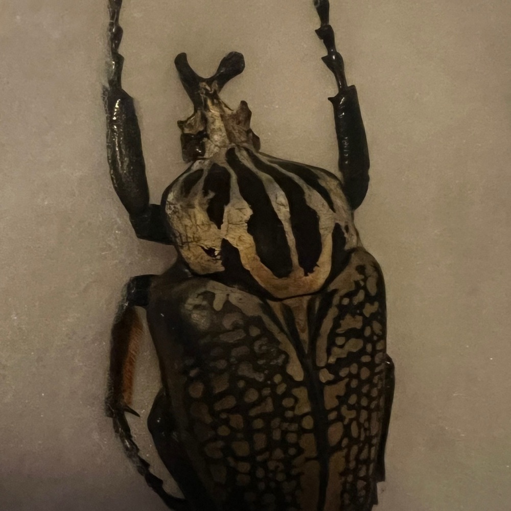 Unique Black and Tan Goliath Beetle